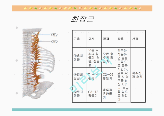 [의학,약학][해부생리] 척추를 움직이는 근육들.ppt